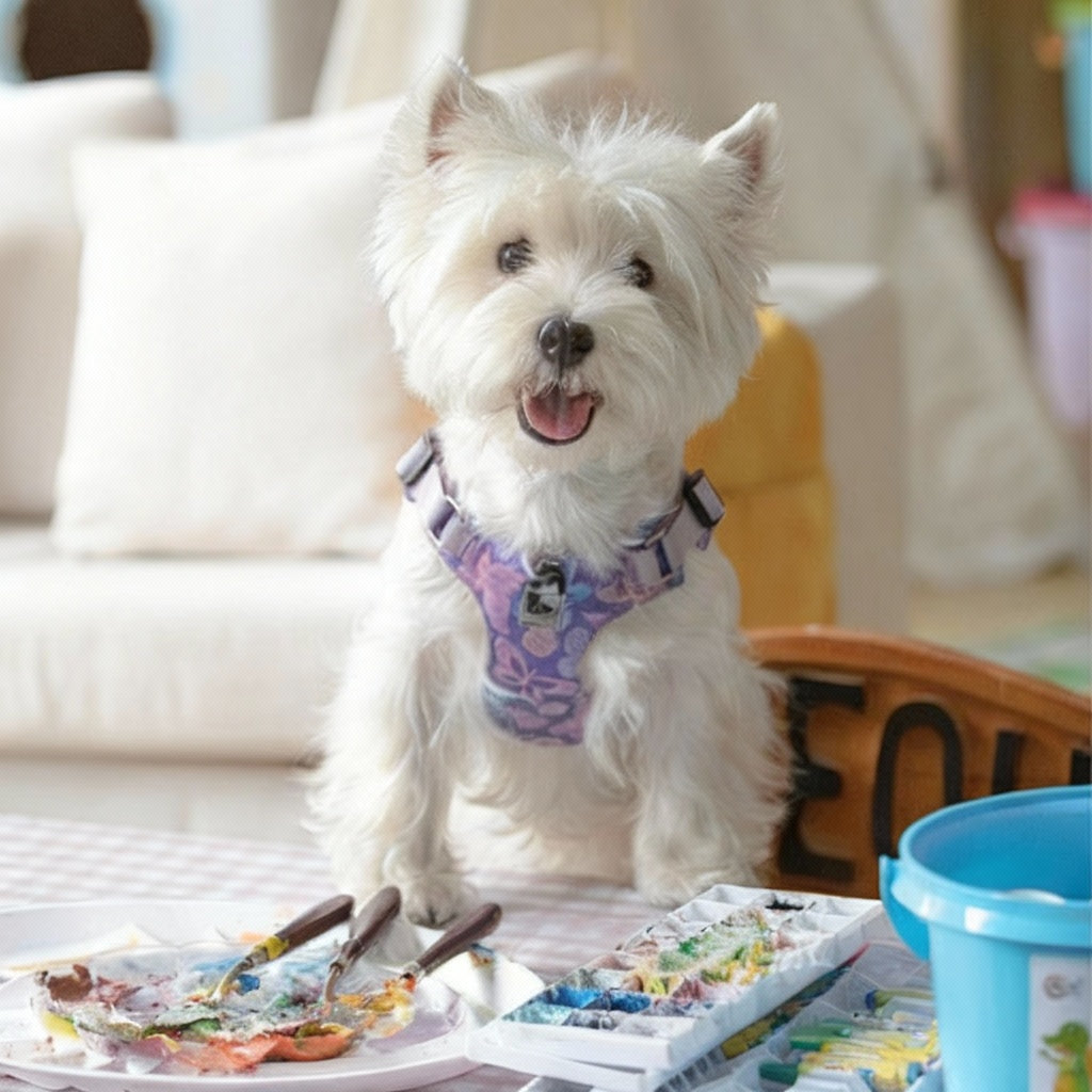 Dog Harness & Traction Rope